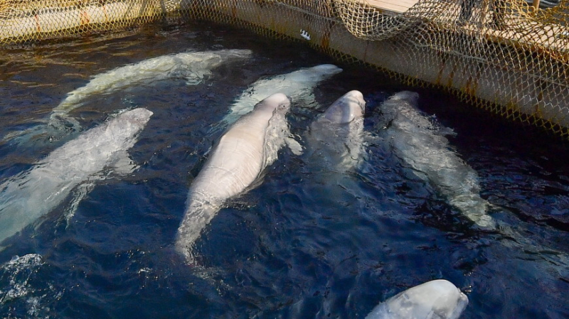 Сутки на освобождение белух и касаток: «китовой тюрьмой» занялся Кремль 