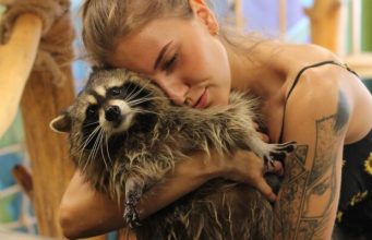 Дом Енотов «Енотовиль» в Спб: описание