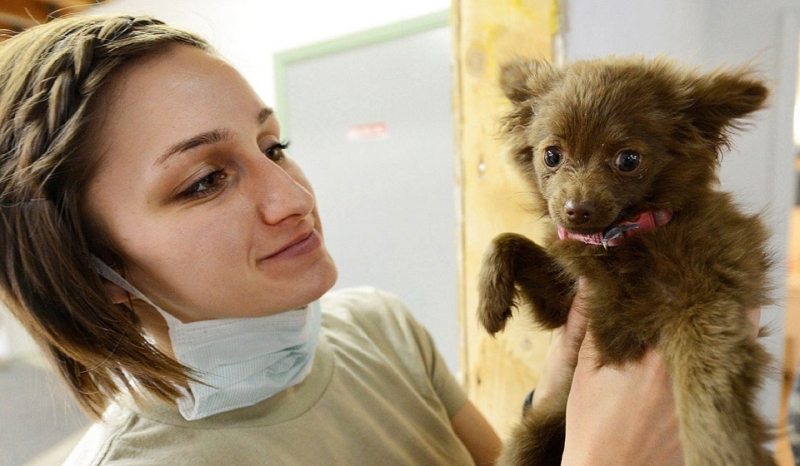День ветеринарного работника России 2020: какого числа, история и традиции праздника