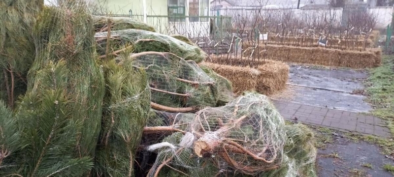 Искусственная, живая или в горшке: журналисты разведали цены на елки и сосны на рынках в Киеве (фото, видео)